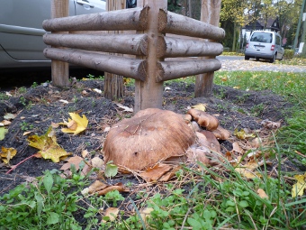 Hallimasch neben einem Straßenbaum