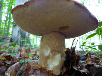 Steinpilz - wo wächst er?