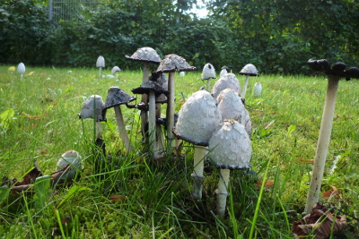 Schopf-Tintling - Coprinus comatus