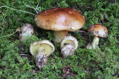 Anis-Klumpfuß - Cortinarius odorifer