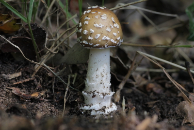 Pantherpilz (Amanita pantherina)