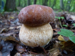 Marone oder Steinpilz?