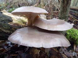 Austernpilz - Pleurotus ostreatus