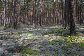 Weißmoos-Kiefern-Wald
